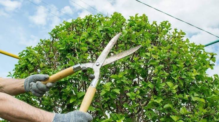 Tree Trimming & Pruning
